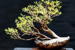 35. Melaleuca armillaris, Bracelet honey myrtle