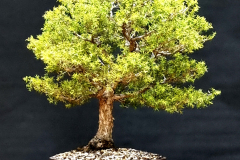 36. Melaleuca styphelioides, Prickly Paperbark