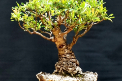 37. Banksia serrata, Old man banksia