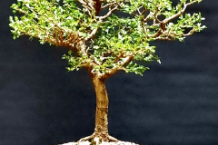 40. Acacia howittii, Sticky wattle