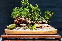 41. Eucalyptus vernicosa, Varnish gum