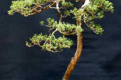 42. Kunzea peduncularis, Mountain burgan