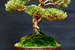 43. Kunzea parvifolia, Violet kunzea