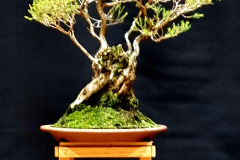 45. Melaleuca lateritia, Robin redbreast bush