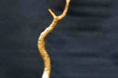 46. Melaleuca parvistaminea, Rough barked honey myrtle