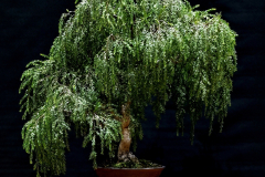 47. Acacia howittii “Green Wave”, Sticky wattle