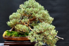 48. Kunzea phylicoides, Slender burgan