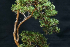 49. Kunzea peduncularis, Mountain burgan