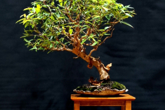 50. Angophora costata, Smooth barked apple