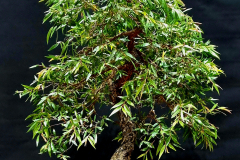 52. Agonis flexuosa, Willow myrtle