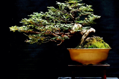 53. Nothofagus cunninghamii, Southern beech