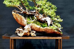 56. Eucalyptus vernicosa, Varnish gum
