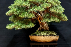 57. Kunzea phylicoides, Slender burgan