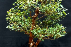 58. Angophora costata, Smooth barked apple