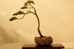02 Kunzea ambigua