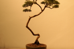 06 Kunzea ambigua