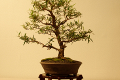 15 Leptospermum petersonii