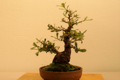 16 Banksia serrata