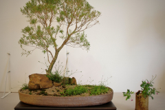18 Melaleuca linariifolia Mini Mel