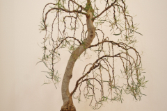 23 Eucalyptus pulchella