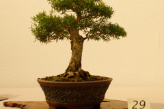 29 Melaleuca styphelioides