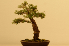 30 Banksia aemula
