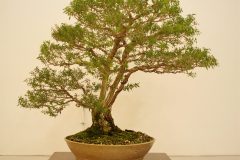 45 Melaleuca styphelioides