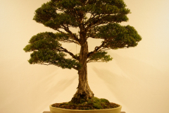 52 Melaleuca styphelioides