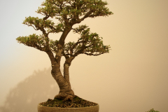 54 Banksia marginata Mini Marge