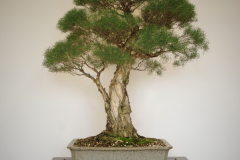 55 Melaleuca raphiophylla