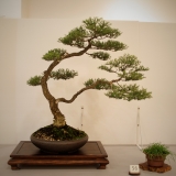 56 Melaleuca lanceolata