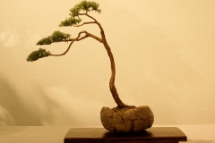 02 Kunzea ambigua