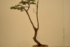 03 Kunzea ambigua