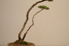 04 Melaleuca linariifolia