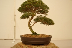05 Kunzea parvifolia