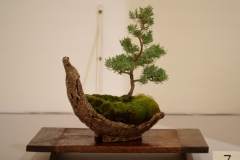 07 Verticordia plumosa