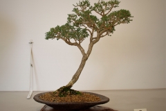 08 Melaleuca gibbosa