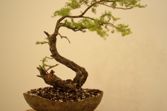 09 Kunzea ambigua