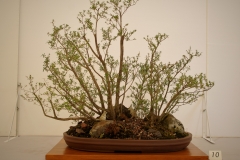 10 Kunzea ericoides