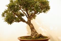 11 Banksia marginata