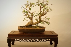 12 Eucalyptus camaldulensis