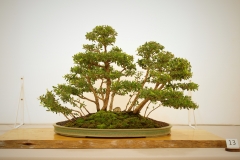 13 Leptospermum laevigatum
