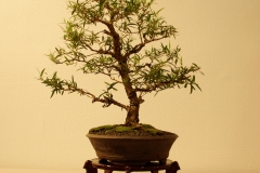 15 Leptospermum petersonii