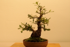 16 Banksia serrata