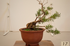 17 Leptospermum juniperinum