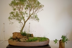 18 Melaleuca linariifolia Mini Mel