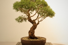 21 Melaleuca incana nana