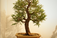 22 Agonis flexuosa