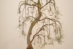 23 Eucalyptus pulchella
