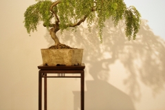 24 Acacia howittii